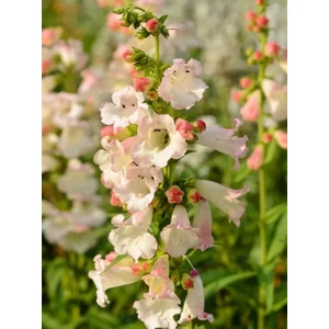 Bugatölcsér - Penstemon hartwegii 'Phoenix Appleblossom'
