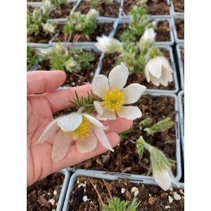 Nyugati kökörcsin - Pulsatilla vulgaris 'Alba'