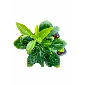 Japán kövérke - Pachysandra terminalis