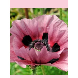 Díszmák - Papaver orientale 'Patty's Plum'
