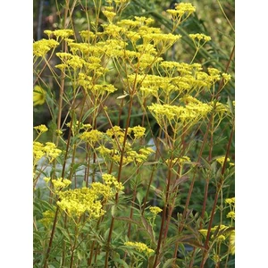Aranycsipke - Patrinia scabiosifolia