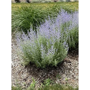 Kék sudárzsálya - Perovskia atriplicifolia 'Little Spire'