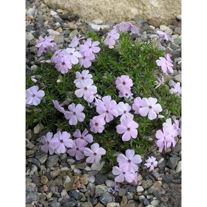 Törpe lángvirág - Phlox douglasii 'Lilac Cloud'