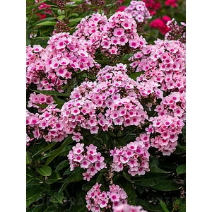 Bugás lángvirág - Phlox paniculata 'Bright Eyes'