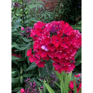 Bugás lángvirág - Phlox paniculata 'Starfire'