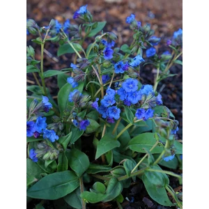 Tüdőfű - Pulmonaria 'Blue Ensign'