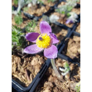 Nyugati kökörcsin - Pulsatilla vulgaris