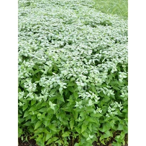 Hegyi menta - Pycnanthemum muticum