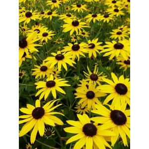 Pompás kúpvirág - Rudbeckia fulgida 'City Garden'