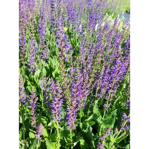 Ligeti zsálya - Salvia nemorosa 'Mainacht'