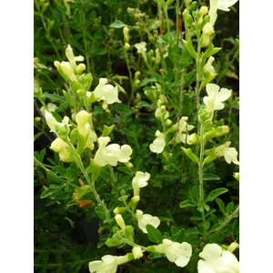 Őszi zsálya - Salvia greggii 'Lemon Light'
