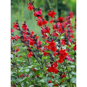 Őszi zsálya - Salvia greggii 'Royal Bumble'