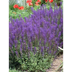 Ligeti zsálya - Salvia nemorosa 'Mainacht'