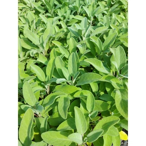 Orvosi zsálya - Salvia officinalis 'Growers Friend'