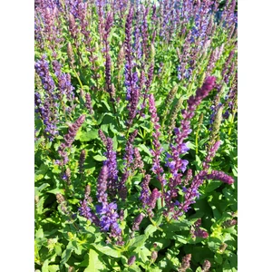 Ligeti zsálya - Salvia superba 'Blue Queen'