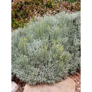 Hamvas cipruska - Santolina chamaecyparissus 'Lambrook Silver'