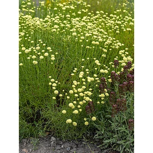 Zöld cipruska - Santolina rosmarinifolia