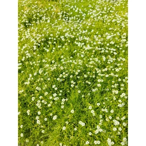 Szálkás zöldhúr - Sagina subulata 'Lime Moss'