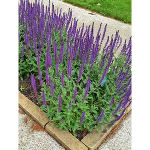 Ligeti zsálya - Salvia nemorosa 'Caradonna'