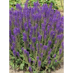 Ligeti zsálya - Salvia nemorosa 'Merleau Blue'