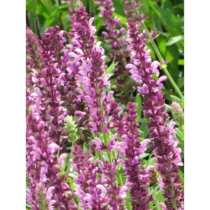 Ligeti zsálya - Salvia nemorosa 'Rosakönigin'