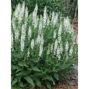 Ligeti zsálya - Salvia nemorosa 'Merleau White'