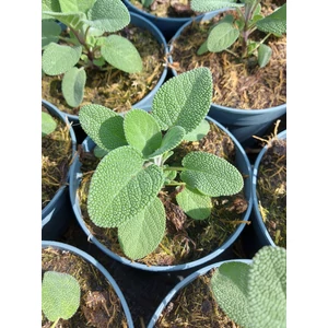 Orvosi zsálya - Salvia officinalis 'Culinaria'