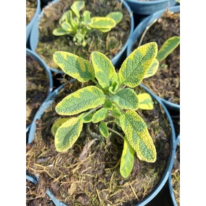 Orvosi zsálya - Salvia officinalis 'Icterina'