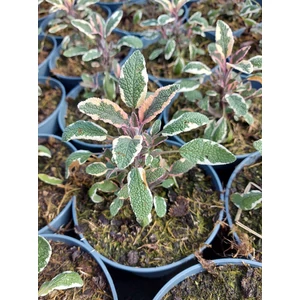 Orvosi zsálya - Salvia officinalis 'Hexenmantel'