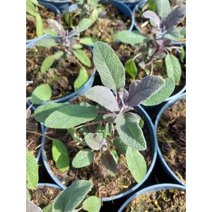 Orvosi zsálya - Salvia officinalis 'Purpurascens'