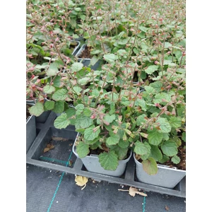 Zsálya - Salvia roemeriana 'Arriba'