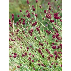 Őszi vérfű - Sanguisorba officinalis 'Joni'