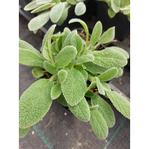 Alacsony gyapjas tisztesfű - Stachys byzantina 'Silky Fleece'