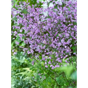 Szárnyastermésű borkóró - Thalictrum delavayi