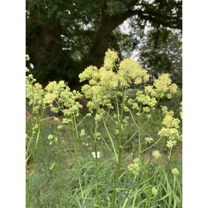 Fényes borkóró - Thalictrum lucidum