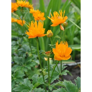 Kínai zergeboglár - Trollius chinensis 'Golden Queen'