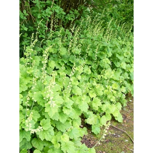 Csészerojt - Tellima grandiflora