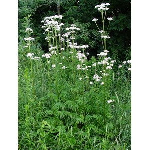 Orvosi macskagyökér - Valeriana officinalis