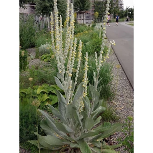 Gyapjas ökörfarkkóró - Verbascum bombyciferum