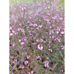 Orvosi vasfű - Verbena officinalis 'Bampton'