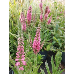 Macskafarkú veronika - Veronica spicata 'Rosa Zwerg'