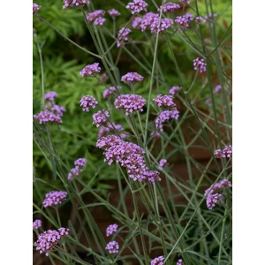 Ernyős verbéna - Verbena bonariensis 'Bonnie'