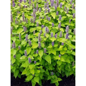 Izsópfű - Agastache rugosa 'Golden Jubilee'