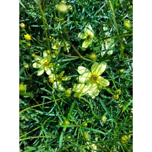Keskenylevelű menyecskeszem - Coreopsis verticillata 'Moonbeam'