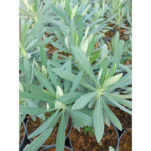 Velencei kutyatej - Euphorbia charachias 'Humpty Dumpty'