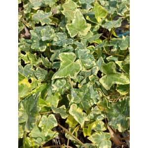 Borostyán - Hedera helix 'Golden Kolibri'