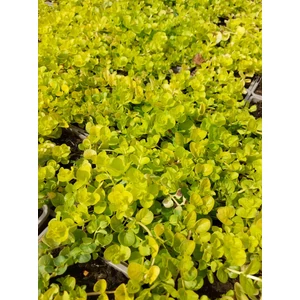 Pénzlevelű lizinka - Lysimachia nummularia 'Aurea'