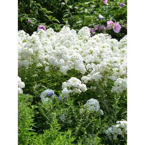 Bugás lángvirág - Phlox paniculata 'David'