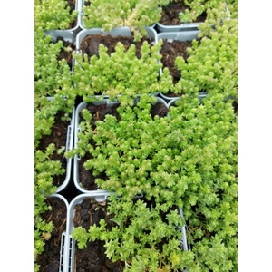 Borsos varjúháj - Sedum acre