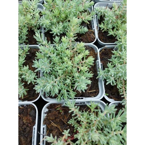 Kövi varjúháj - Sedum reflexum